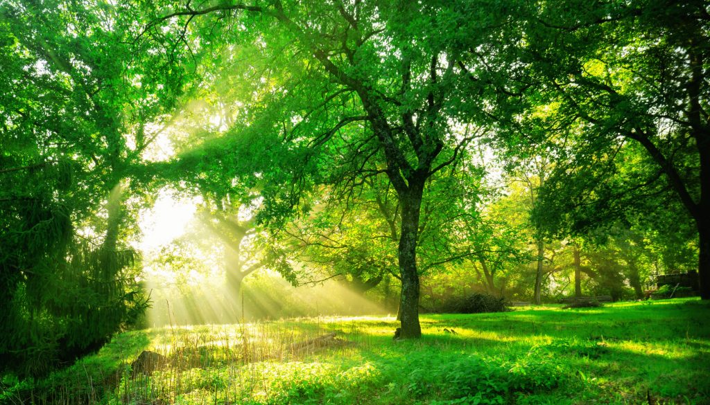 Green forest with sun shining through